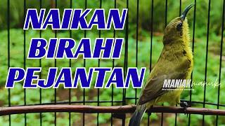 SUARA SOGON BETINA  MEMANGGIL JANTAN AMPUH UNTUK PANCINGAN SOGON AGAR BUNYI DAN NAIK BIRAHI PART 28