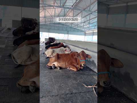 15 లక్షలకు 20 సాహివాల్ ఆవులు తీసుకున్నా | ఐటి ఉద్యోగి | Sahiwal Cows