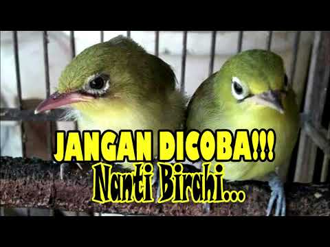 Ciak-Ciak Kecial Kuning Menambah Nafsu Birahi Kecial