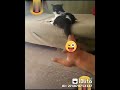 قديو متحق
