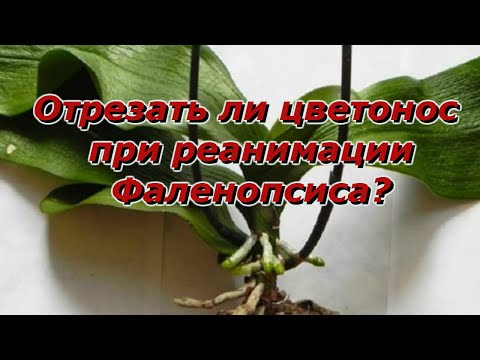 Отрезать ли цветонос при реанимации Фаленопсиса?