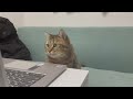飼い主が離席中リモート会議にしれっと参加する猫www