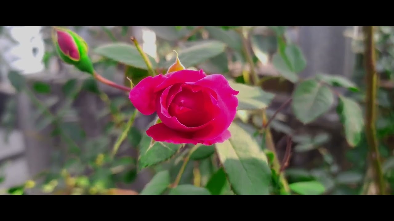 Mobile Cinematography 4K | Cinematic Film Look Video Shot on Smartphone