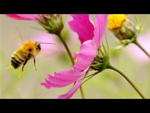 Video: Bee-harming' Pesticider Rammer Også Fuglepopulationer