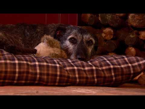 Video: 5 Redenen Om Een windhond Te Adopteren