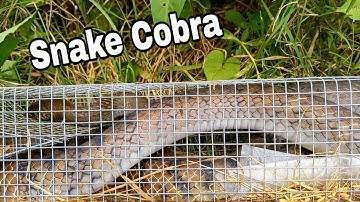 Con rắn bự nhất đầu vụ dính bẫy rất hung dữ snake  hungting king cobra | Cần gò Công