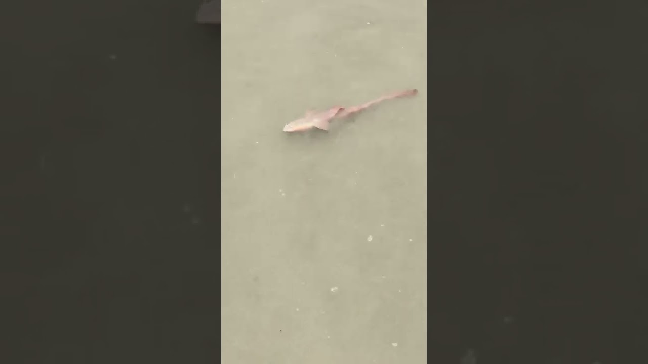 We tried saving the Baby shark at Palolem beach, Goa..but (शार्क के बच्चे को बचाने का प्रयास..किंतु)