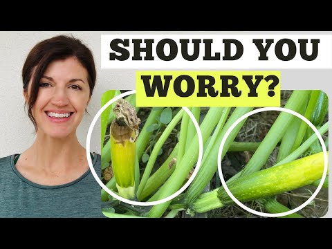 Zucchini Vine