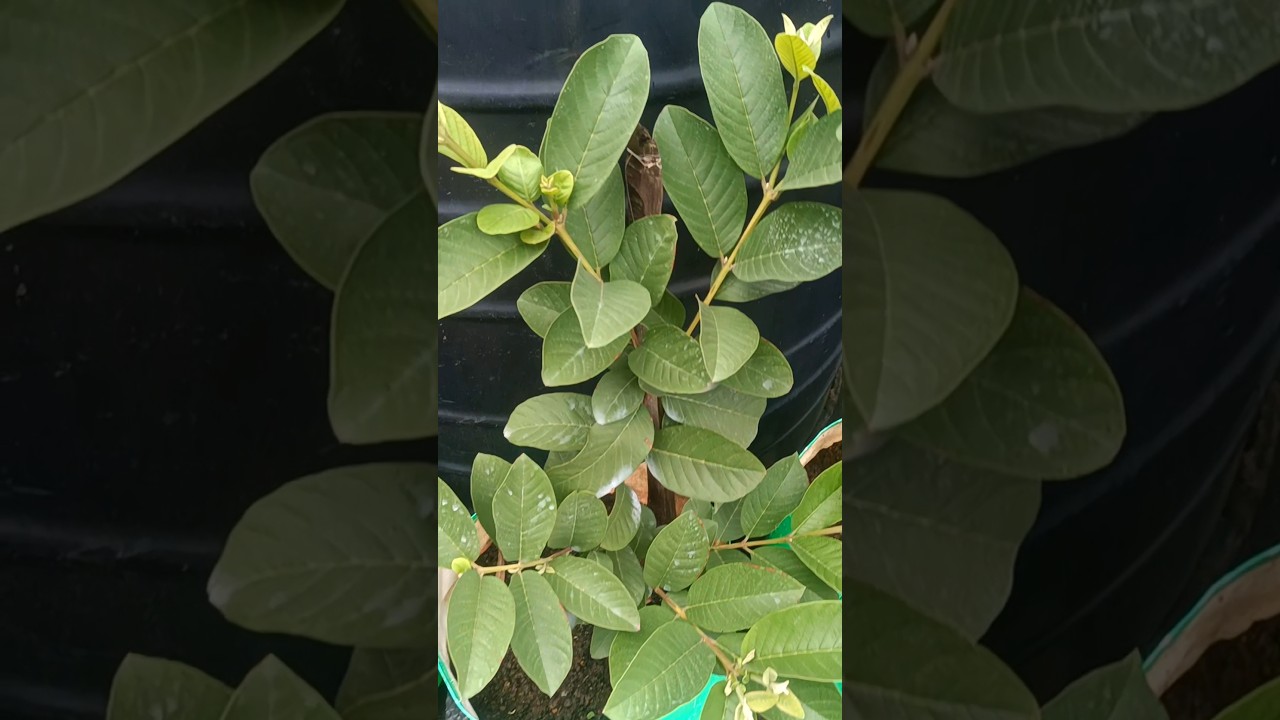 How to prune guava plants at home garden
