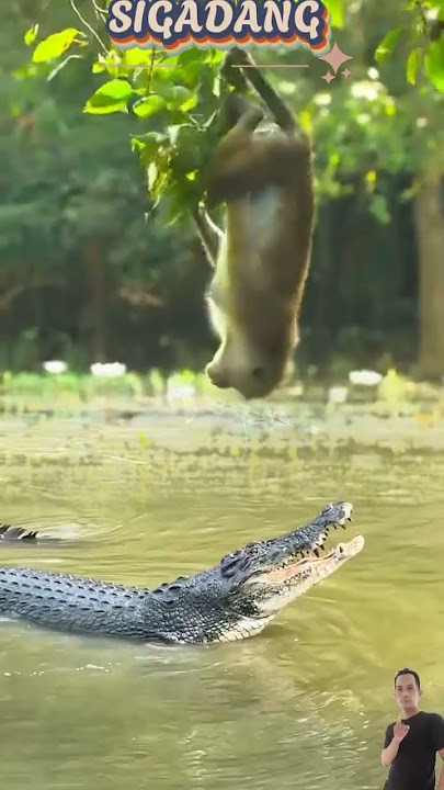 NGAKAAKK!!!  SEEKOR MONYET BECANDAIN BUAYA DI SUNGAI #animals #shorts
