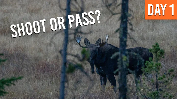 Bull Moose At 99 YARDS On The FIRST DAY | Montana ...