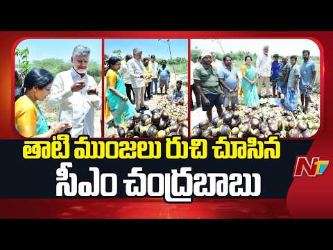 Andhra Pradesh : చిత్తూరు జిల్లా కుప్పంలో తాటి ముంజలు రుచి చూసిన CM Chandrababu | NTV Telugu - NTVTELUGU