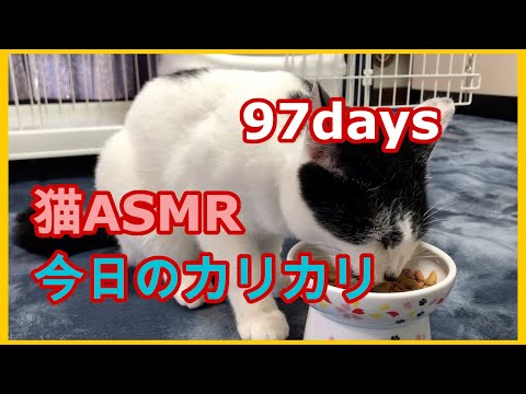 猫ASMR：今日のカリカリ 97days