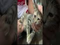 Healing Paralyzed kitten #Short