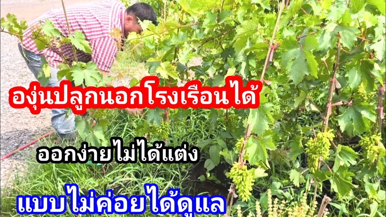 องุ่นปลูกง่าย!!พี่ผู้ชายคนนี้บอก วางนอกโรงเรือนออกลูกเต็มต้น อยากมีแบบนี้จัง