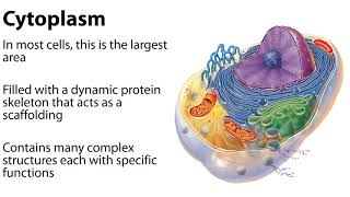 Cells and Tissues Part II