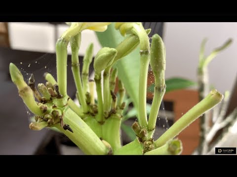 Bagaimana bisa sembuh Spider Mites Permanen Ketika ada Is Kerja
