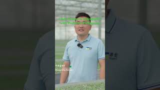 Leafy Greens In Hydroponics With Preforma