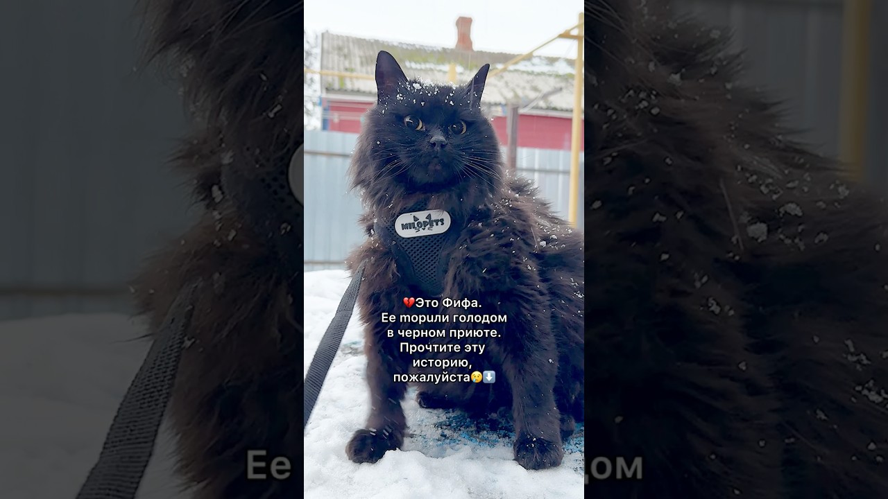 💔Это Фифа. Ее mopuли голодом в черном приюте. Прочтите эту историю, пожалуйста😢