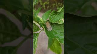 A baby frog in my garden ❤️🥰 #garden #frog #outdoorgarden