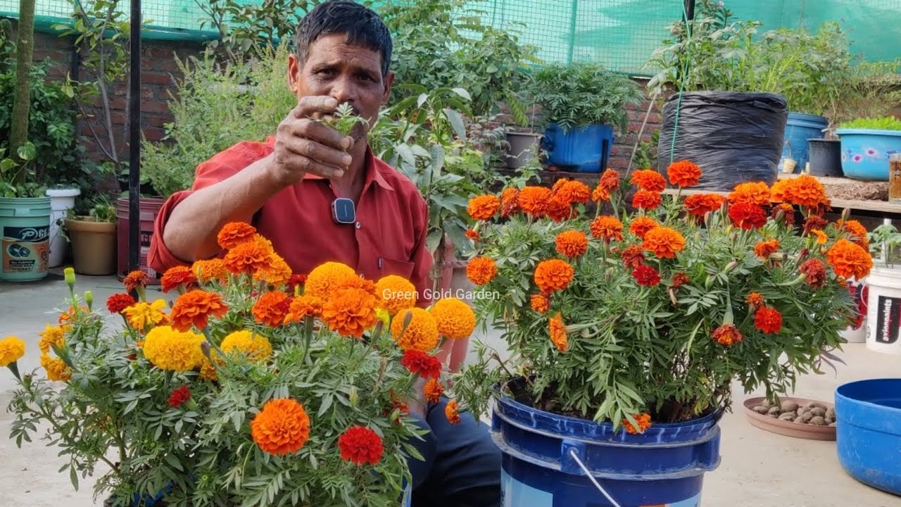 फ्री में आयेंगे गेंदे पे हजारों फूल माली ने बताया चुपके से