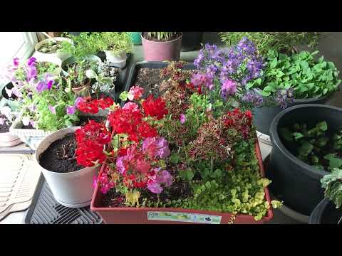 Video TRỒNG CÂY GÂY GHIỀN - Trồng cây trên XỨ LẠNH, cực như... - youtube