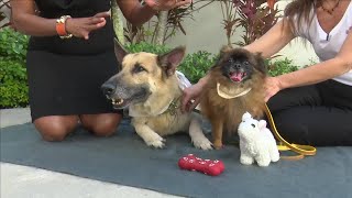 Adopt a Pet, Nov. 19