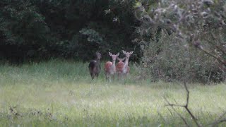 Fallow Deer August 2019 screenshot 3