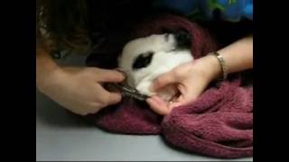 My bunny goes to the vet