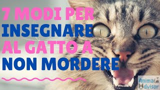 COME INSEGNARE AL GATTO A NON MORDERE NE' GRAFFIARE