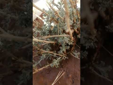 الشيح نبات طبي 