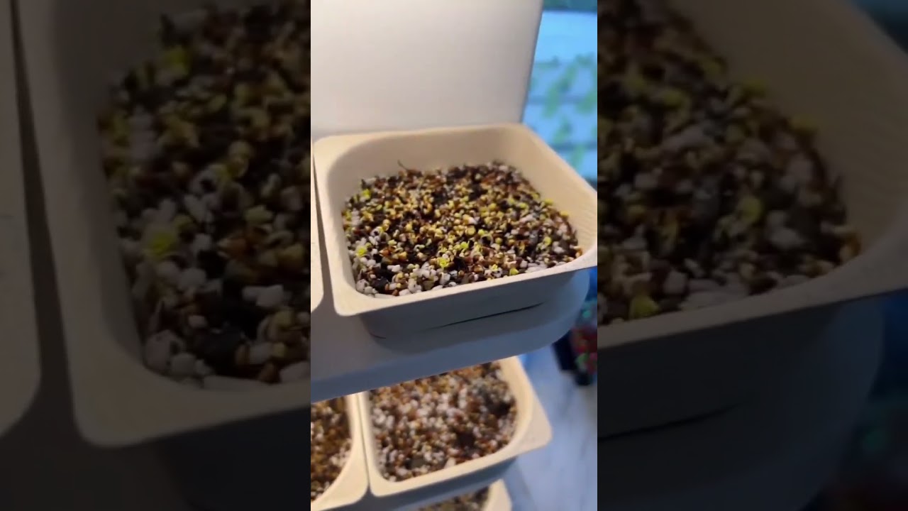 🌱Microgreens: automatizados vs casero básico🌱