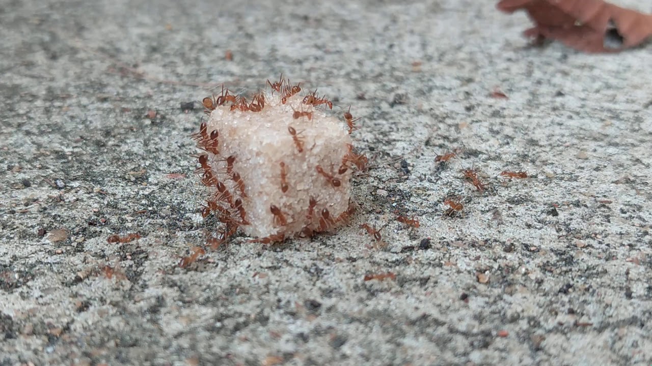 Ants eating Sugar Cube - Day 01 | TimeLapse