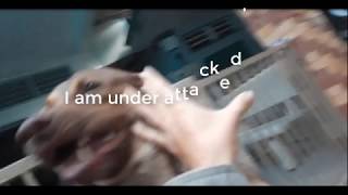 A Pitbull Attack Me Lu Stupid Dog