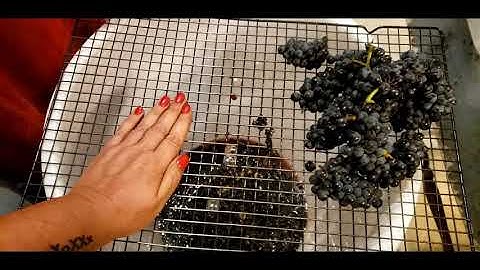 Wine Making Tips & Tricks. Removing Grapes From the Stem.