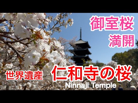 2025年4月12日 御室桜の海に浮かぶ五重塔 桜🌸満開の世界遺産