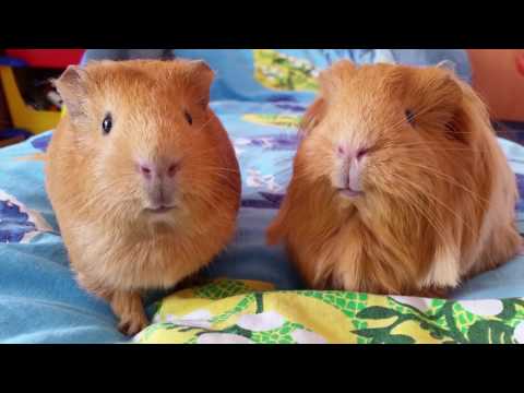 Морские свинки общаются.