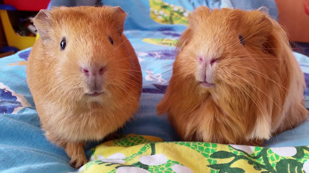 морские свинки издают звуки. морские свинки. звуки морских свинок и что они означают. язык морских свинок понять звуки. язык морских свинок.