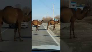 Türkistan Yolları Kazakistan Ata Yurdumuz Resimi