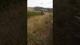 Silajlık Mısır Biçimi