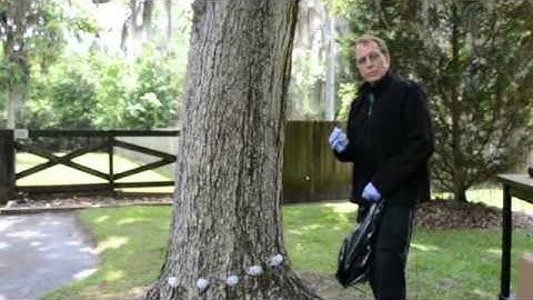 Tree Tech Micro-injection Step-by-Step