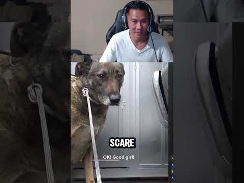 German Shepherd Couldn't stop crying