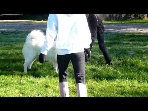 Video: Defekt Av Ventrikulärt Septum Hos Hundar