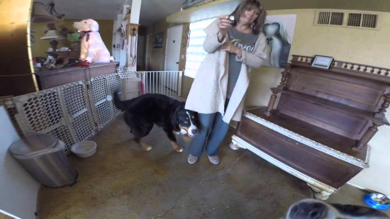 Club DSS/Dog Sitting Services By Kat "Happy" YouTube