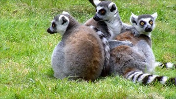 Youtube Channel Free Video Ideas - Ringtailed_Lemurs - pixabay video free download