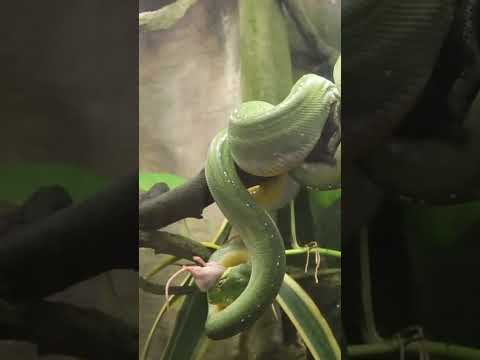 "Emerald Elegance: The Green Tree Python"