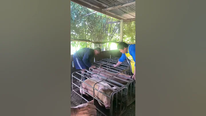 pigs load #pig #hogger #pigbreeding #farmers #pigfeed #farming #pigfarming