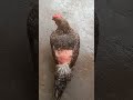 Dekhantu nua prajatira kukuda//New Hen//Nua kukuda //Smuti abhula vlog//Shorts//Comedy short video//