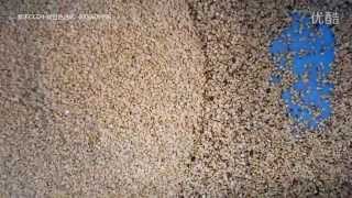 Lentil Split Color Sorter, Sortex, Sorting Machine [smarthonesty@yahoo.com]