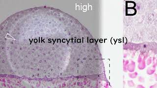 【Goldfish EvoDevo】 #14: Early-embryonic developmental process 【Re-Edited Audio】